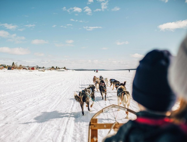 Winterliche Husky-Safari in Skandinavien bei Sonnenschein.